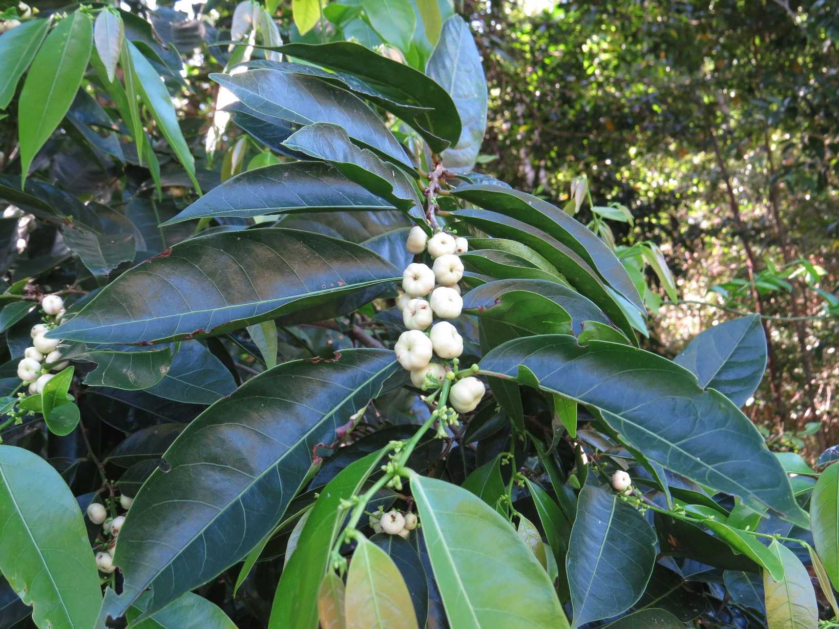 Glochidion harveyanum