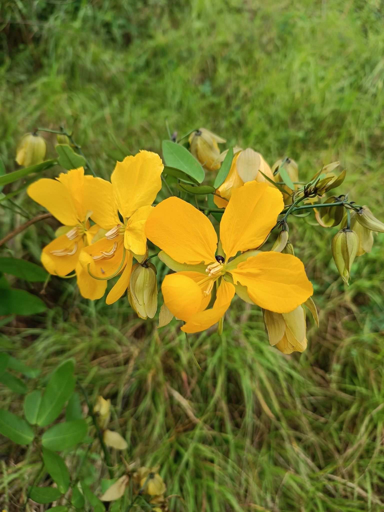 Gloriosa sp.