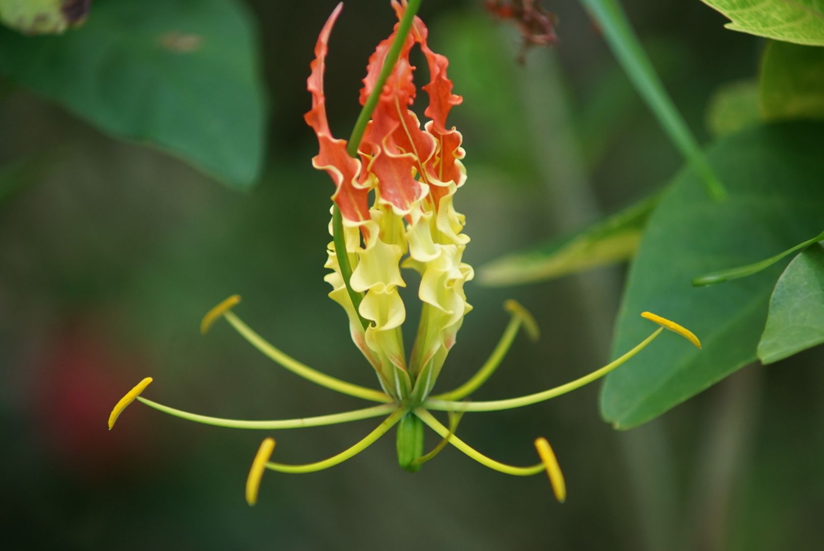 Gloriosa superba