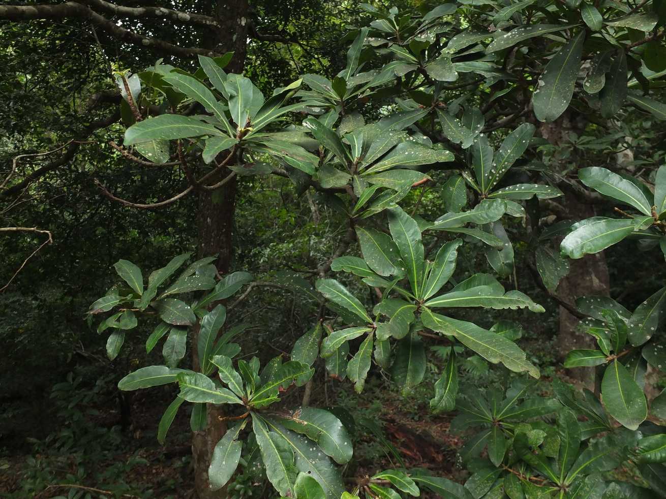 Gluta travancorica