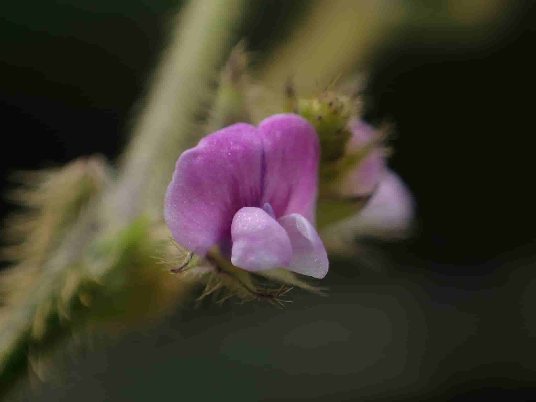 Glycine max