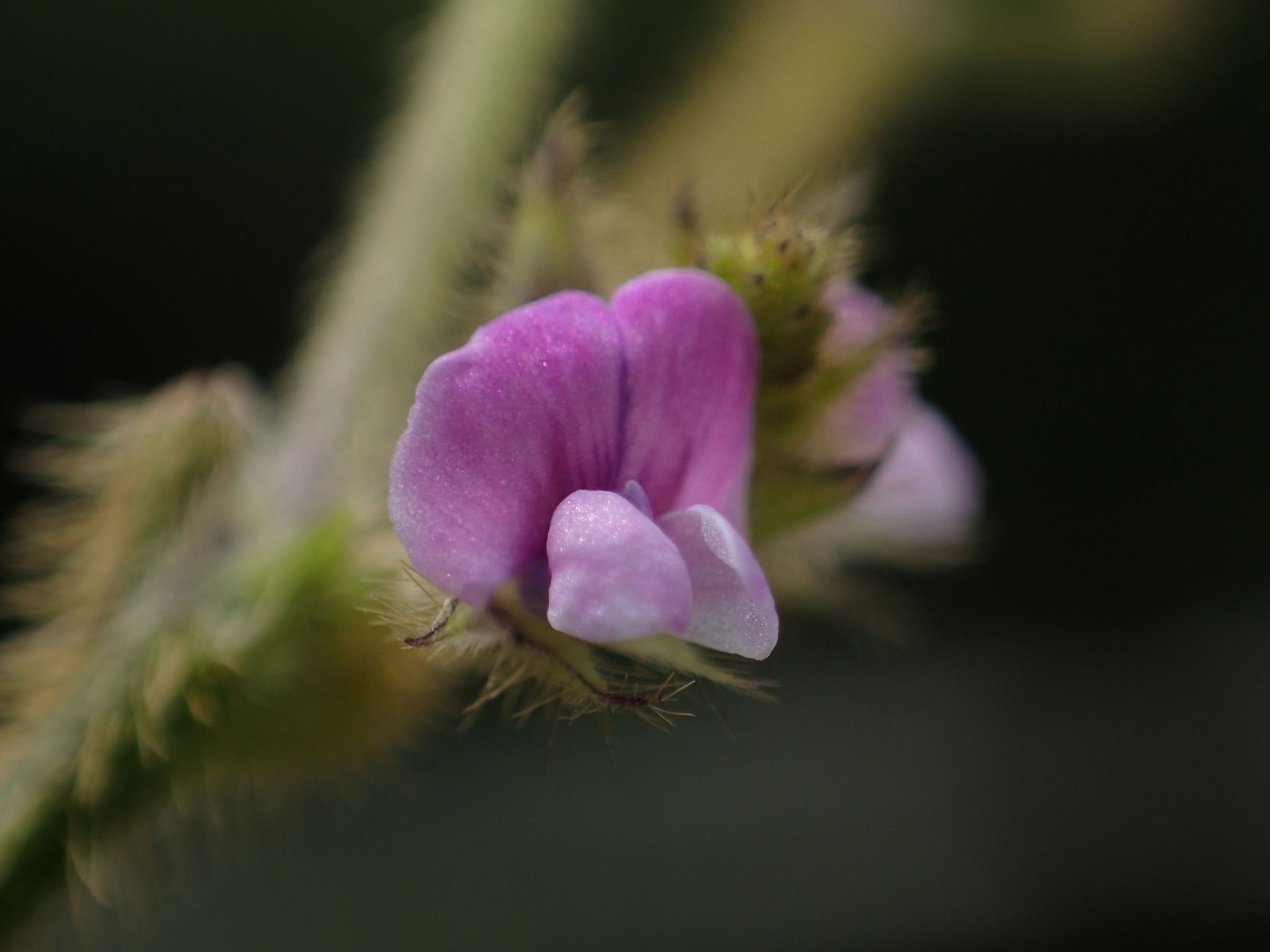 Glycine soja