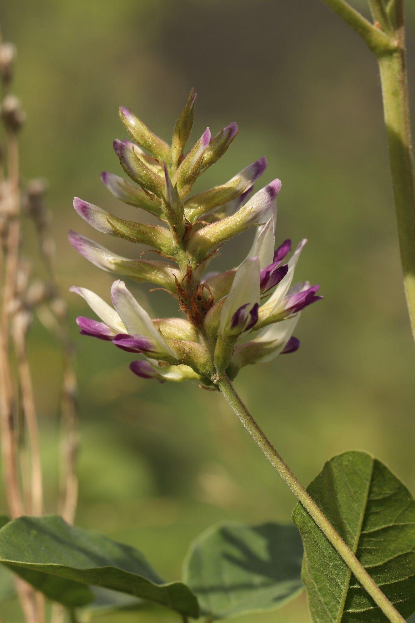 Glycyrrhiza uralensis