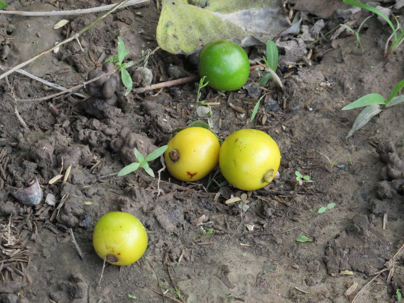 Gmelina arborea