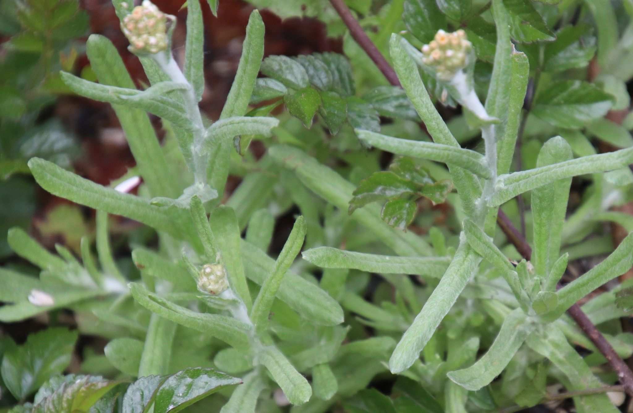 Gnaphalium sp.