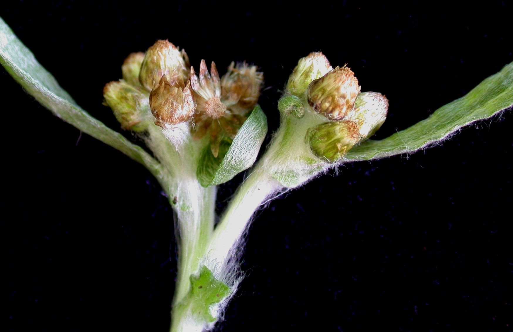 Gnaphalium uliginosum