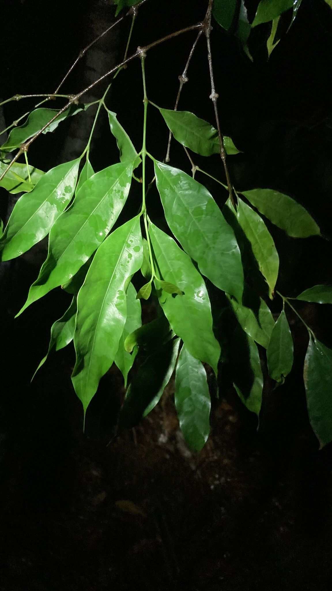 Gnetum costatum