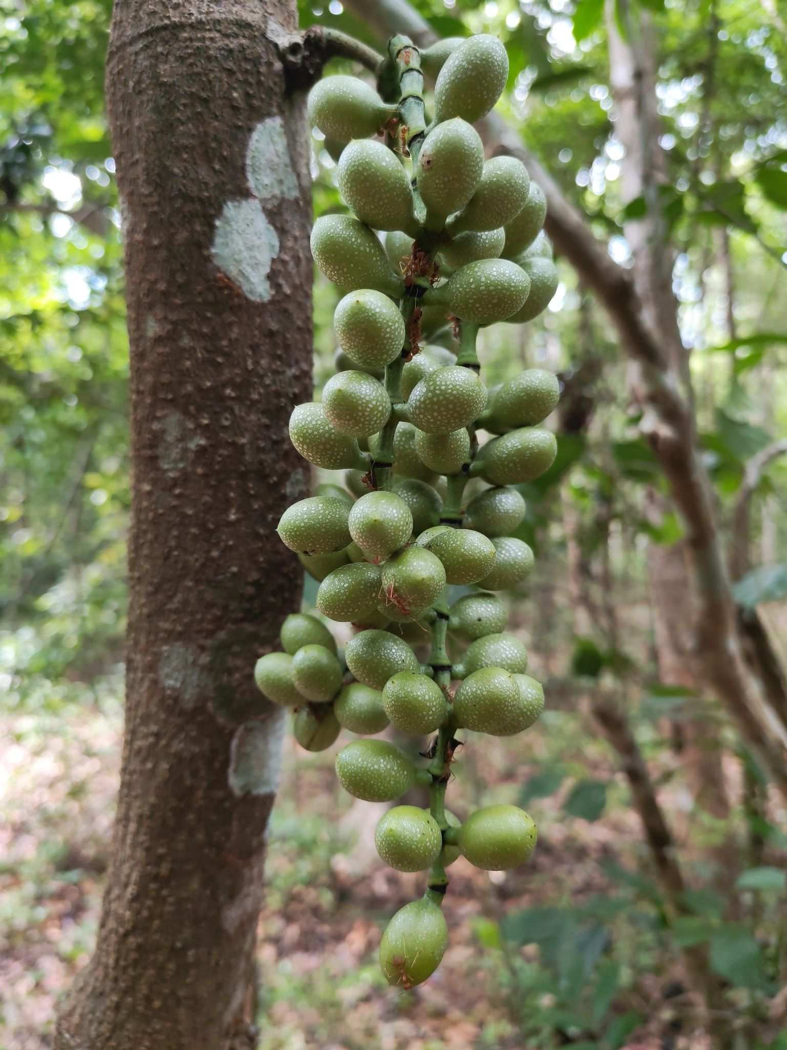 Gnetum montanum