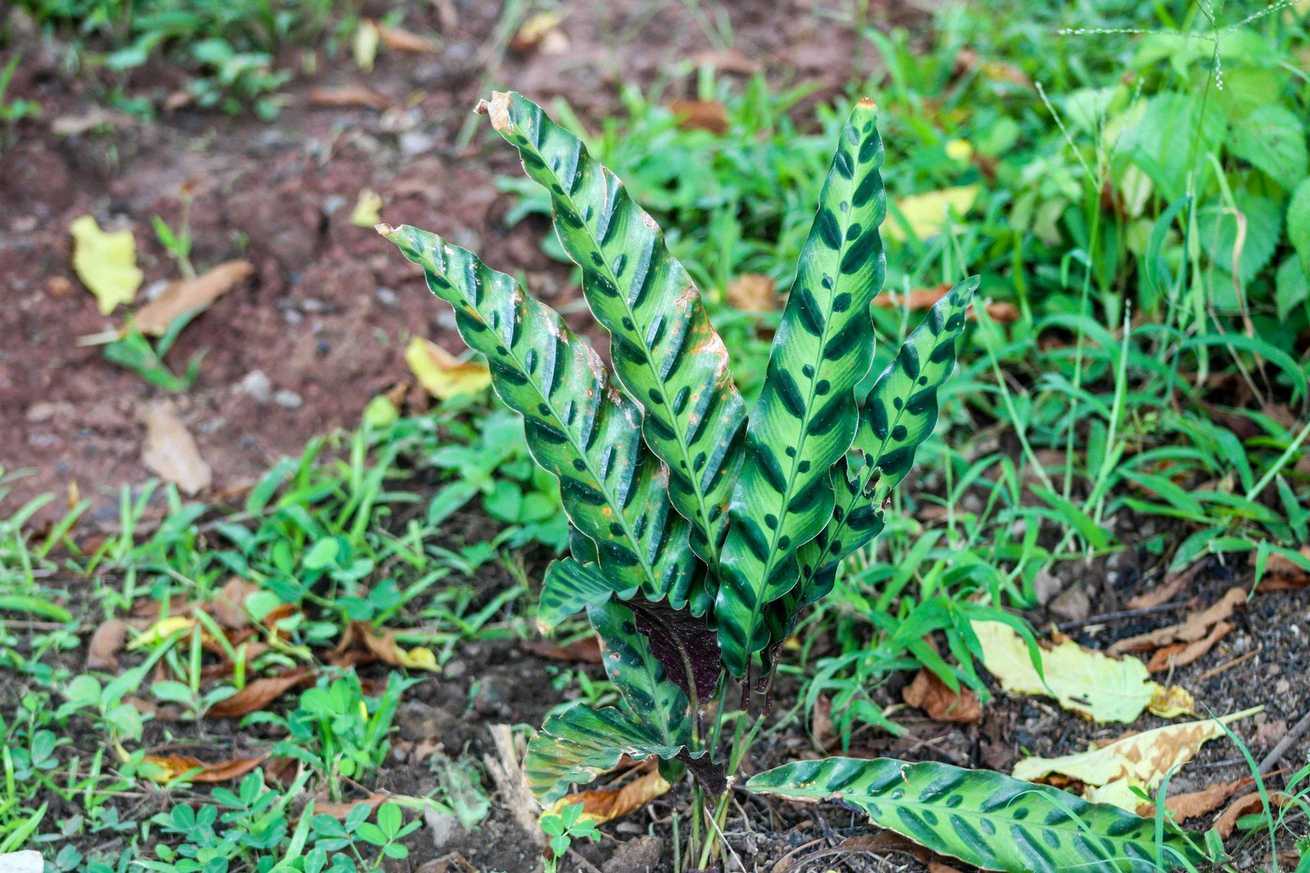 Goeppertia lancifolia