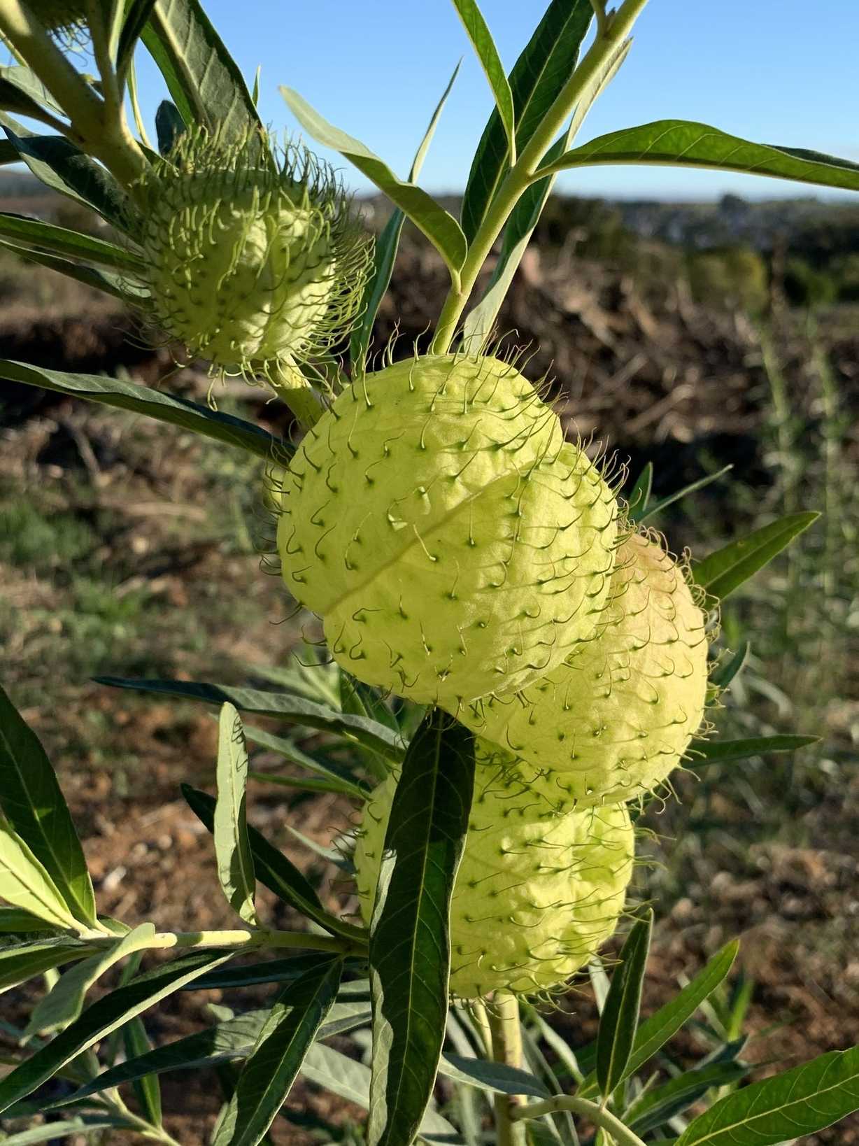 Gomphocarpus fruticosus