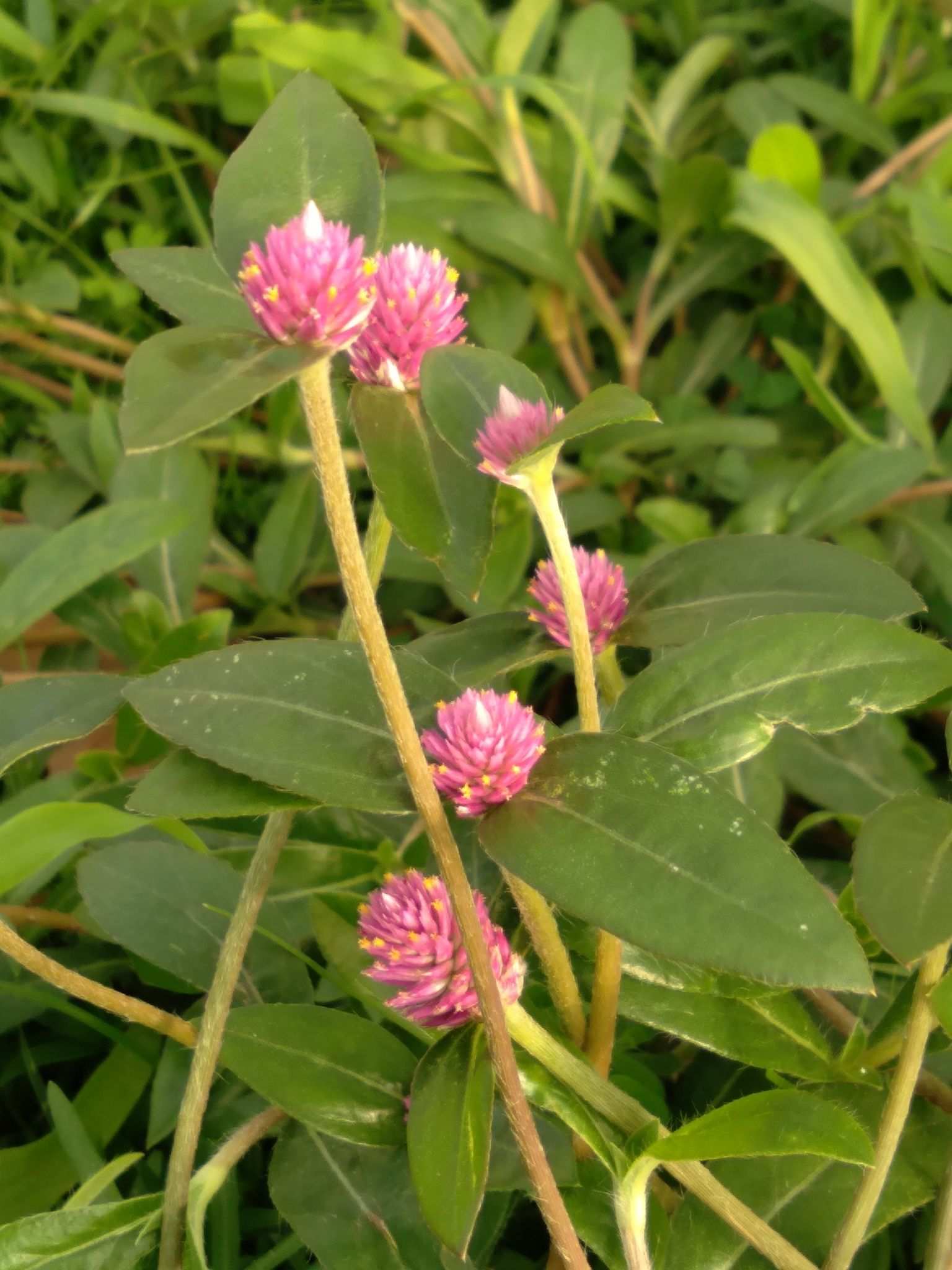 Gomphrena globosa