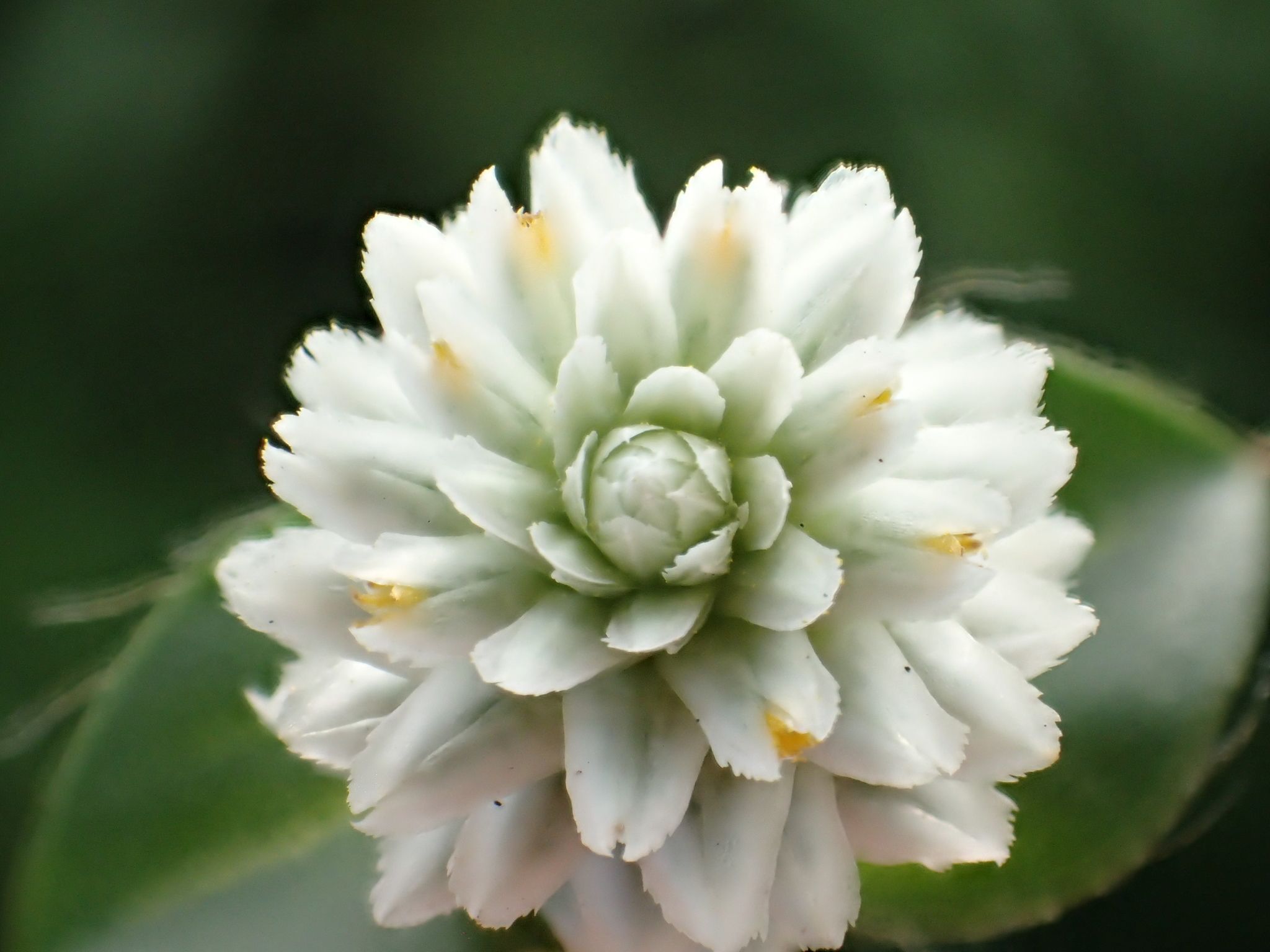 Gomphrena serrata