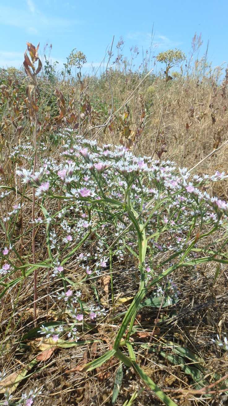 Goniolimon tataricum