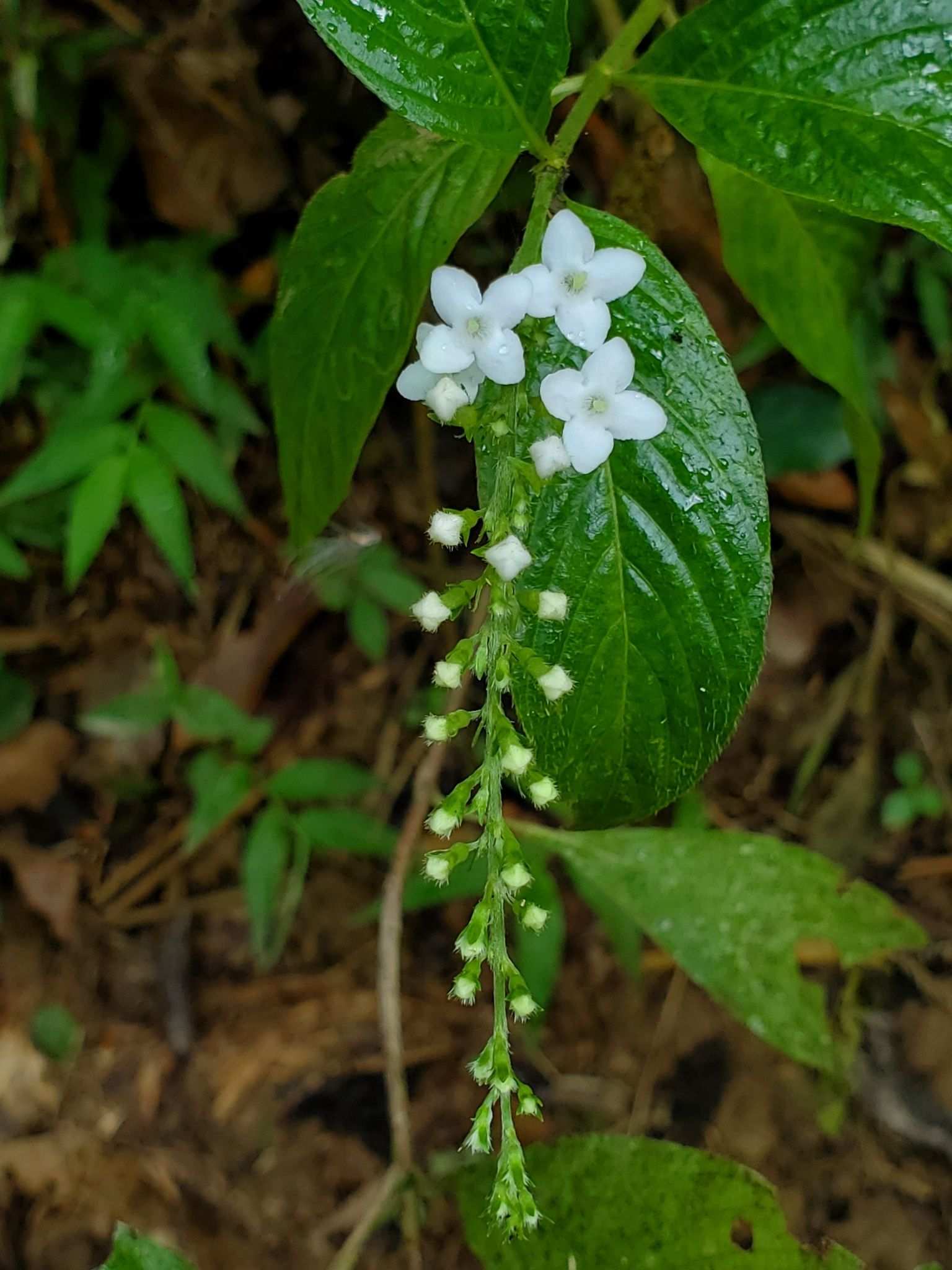 Gonzalagunia spicata