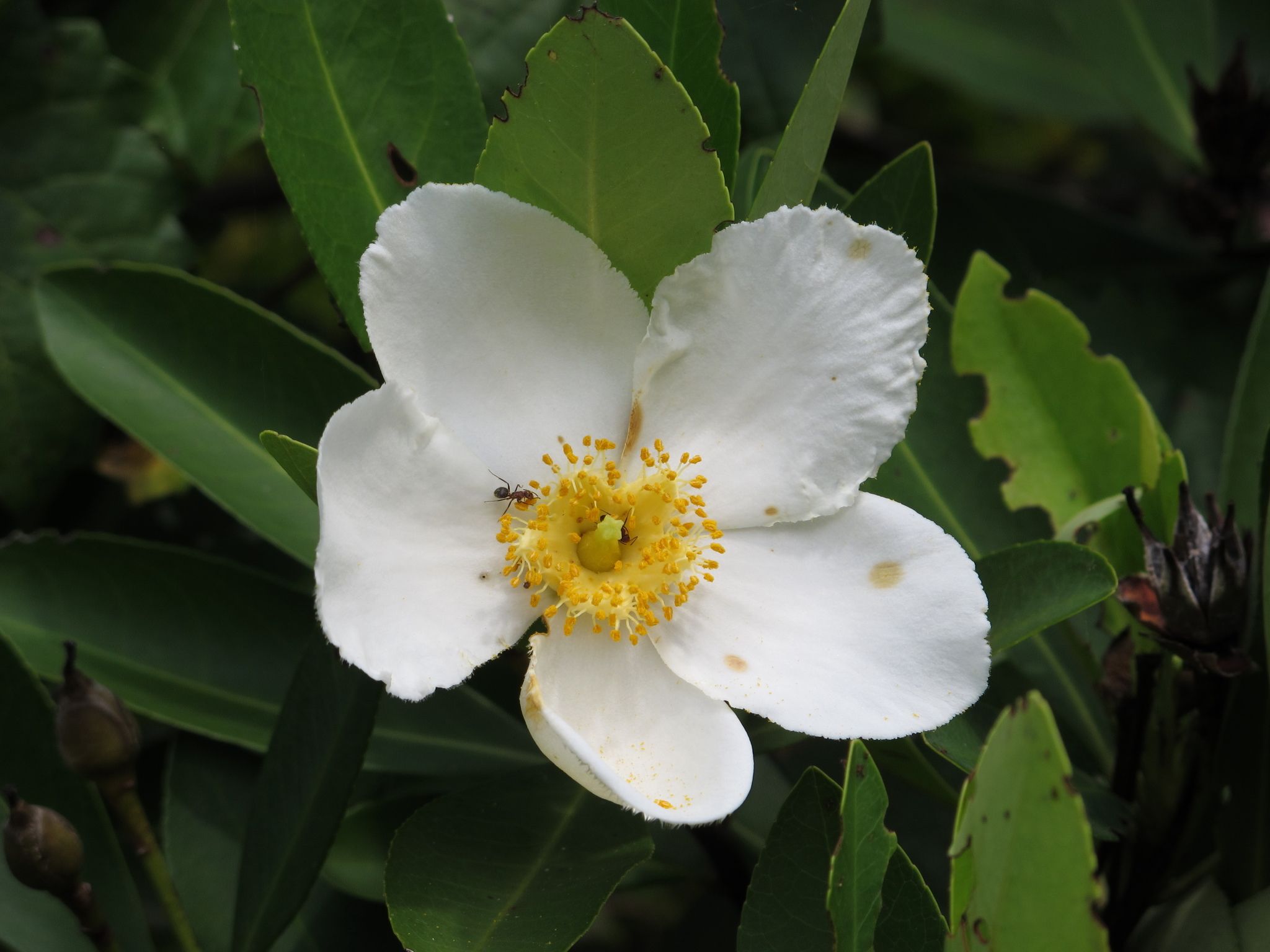 Gordonia lasianthus