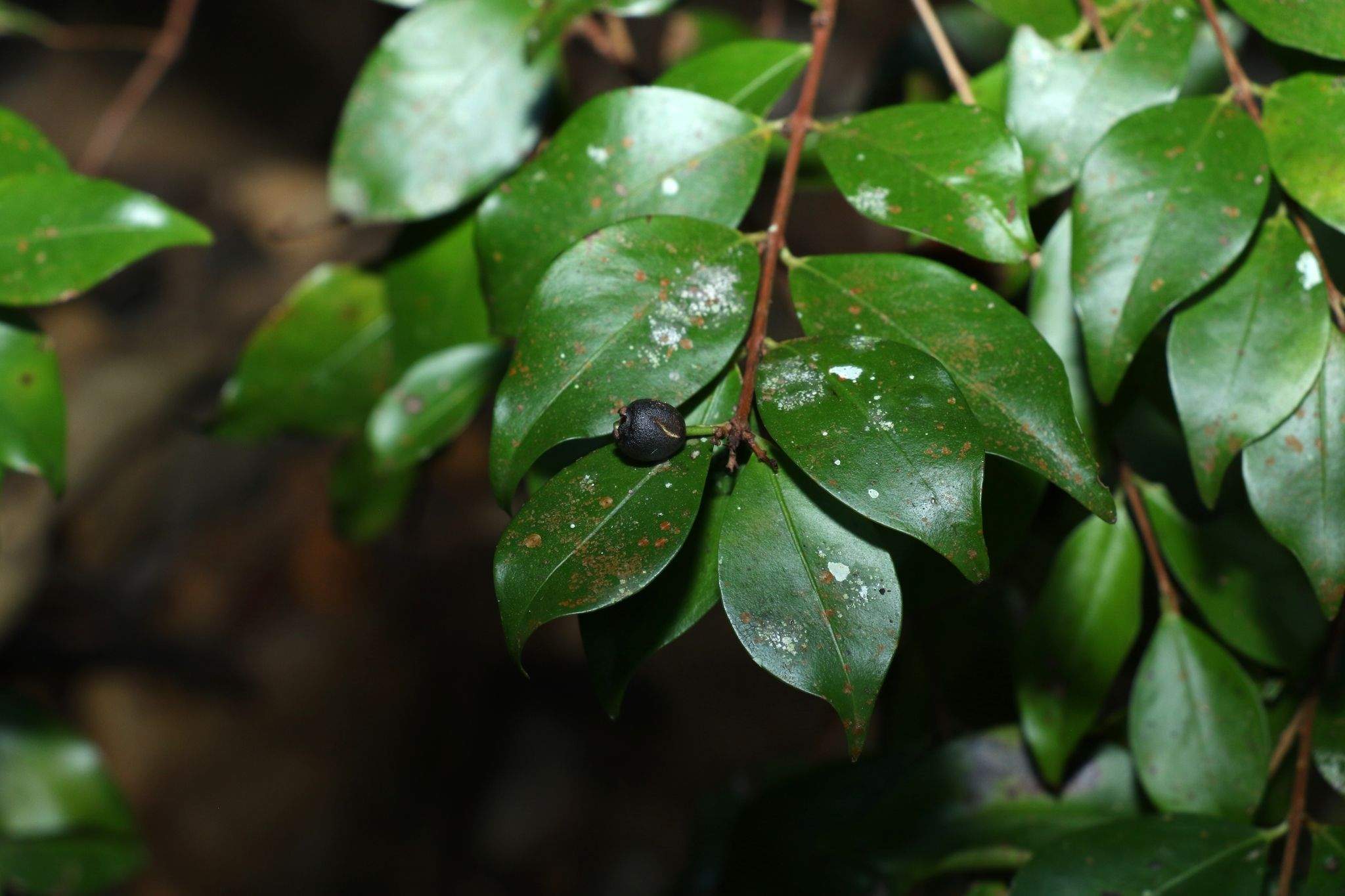 Gossia acmenoides