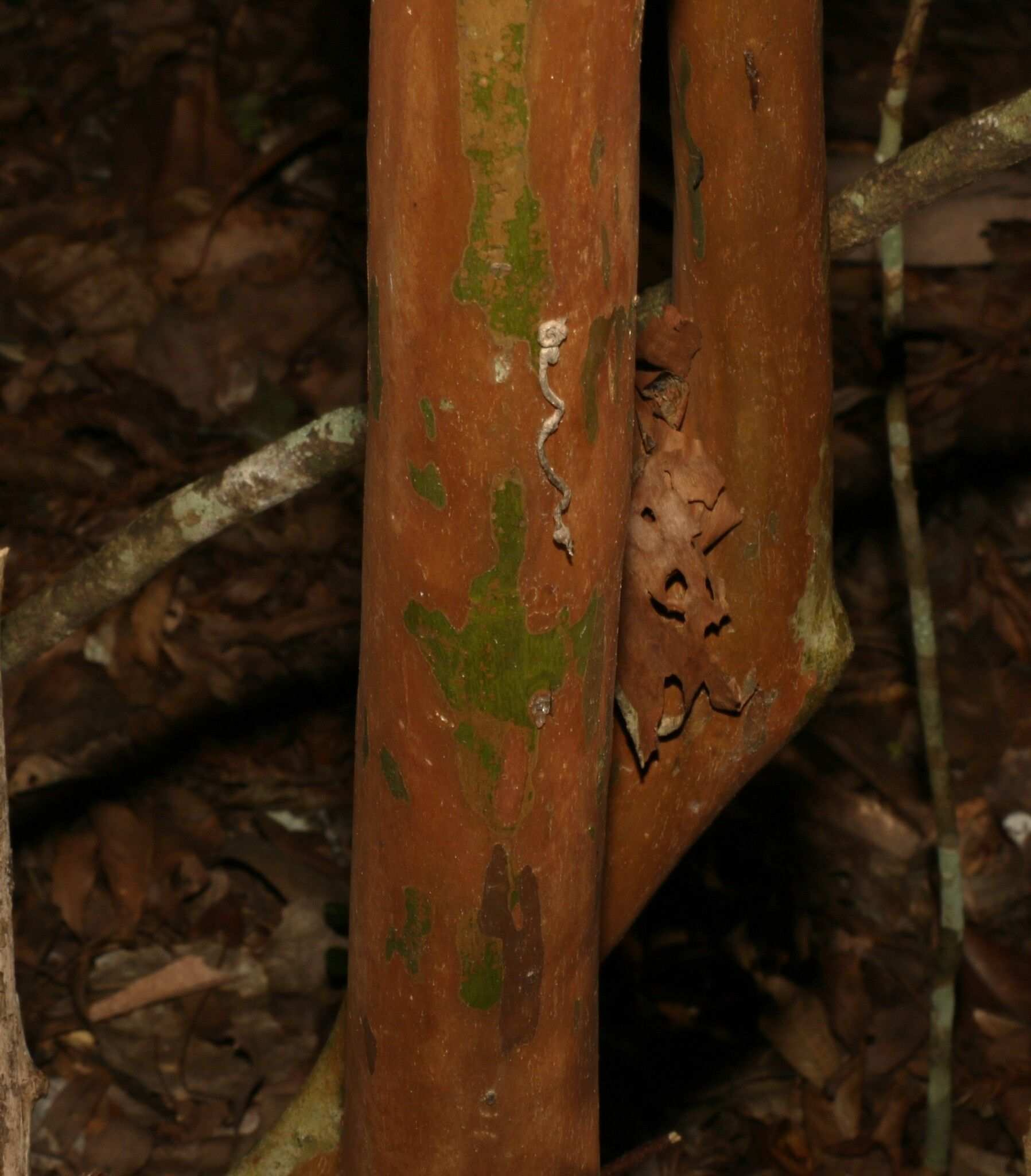 Gossia bidwillii