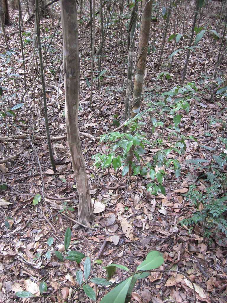 Gossia floribunda