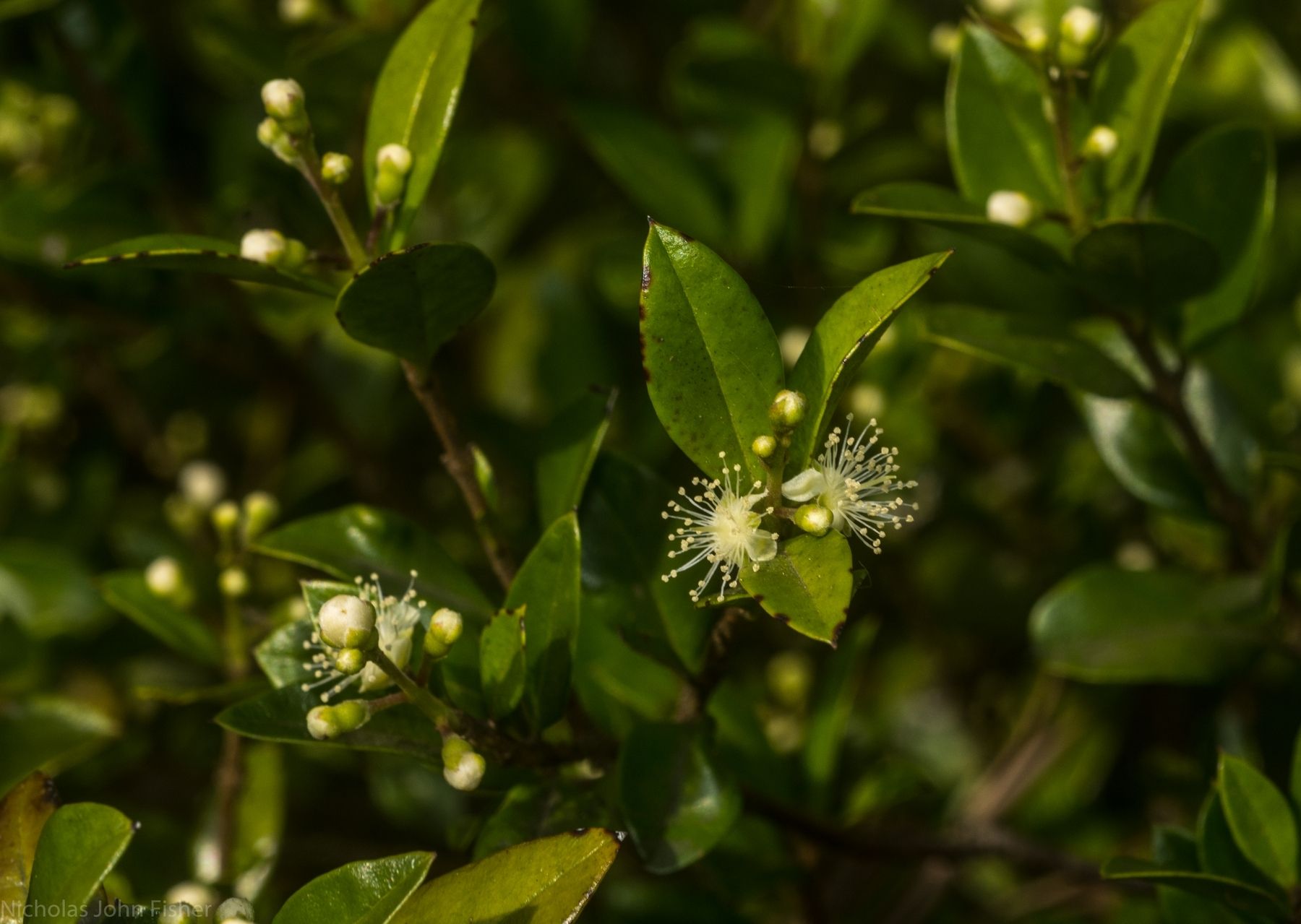 Gossia fragrantissima