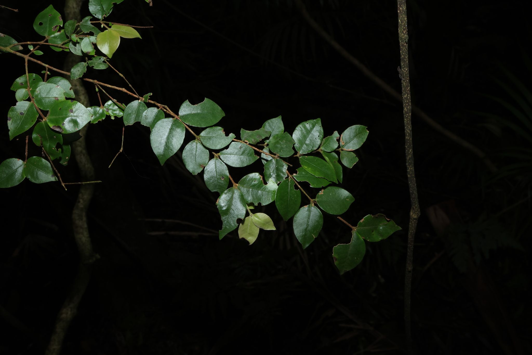 Gossia inophloia