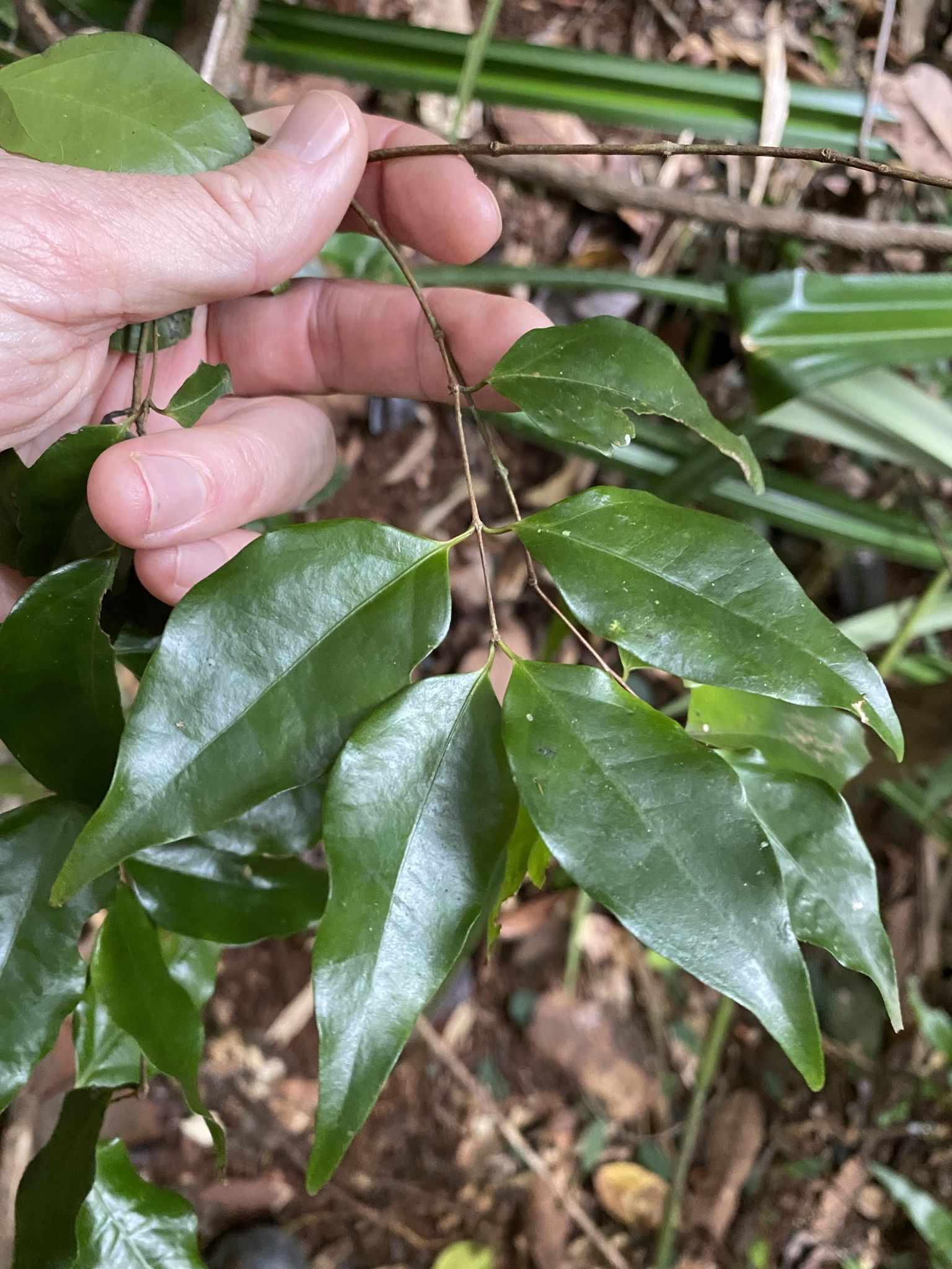 Gossia myrsinocarpa