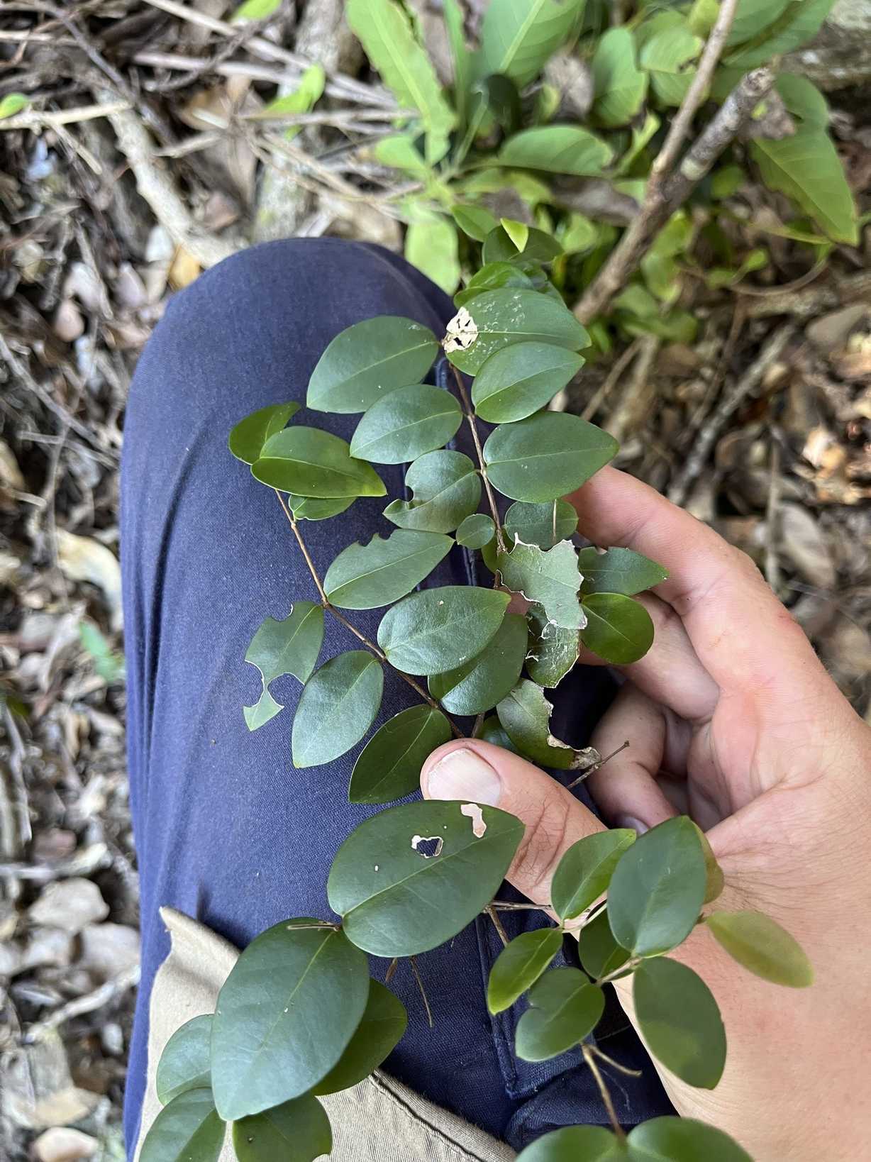 Gossia pubiflora