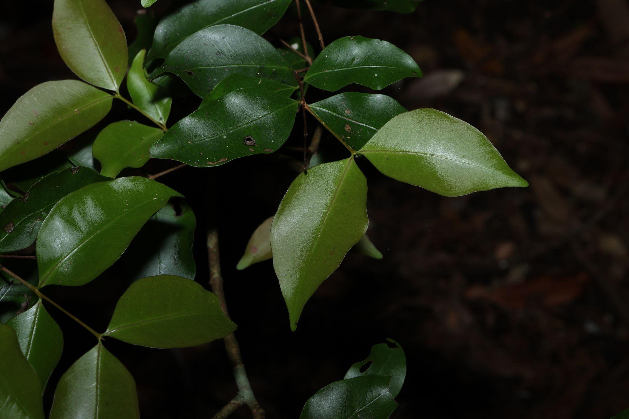 Gossia punctata
