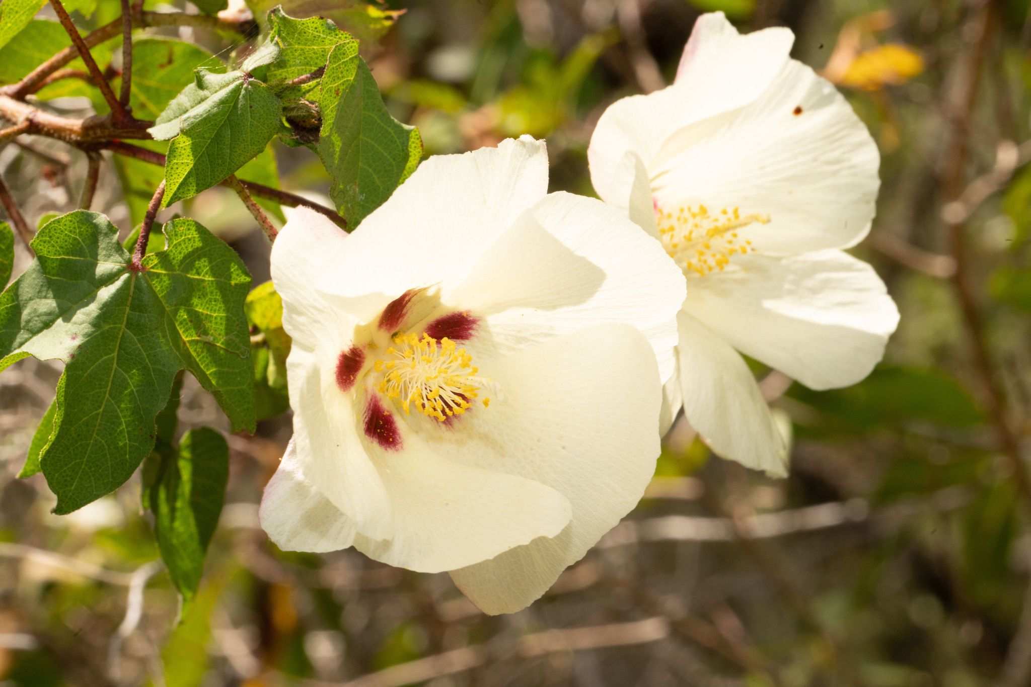Gossypium