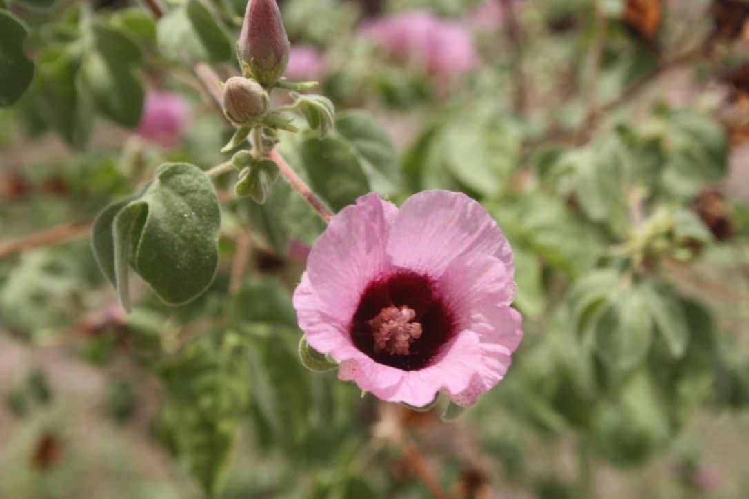 Gossypium anomalum