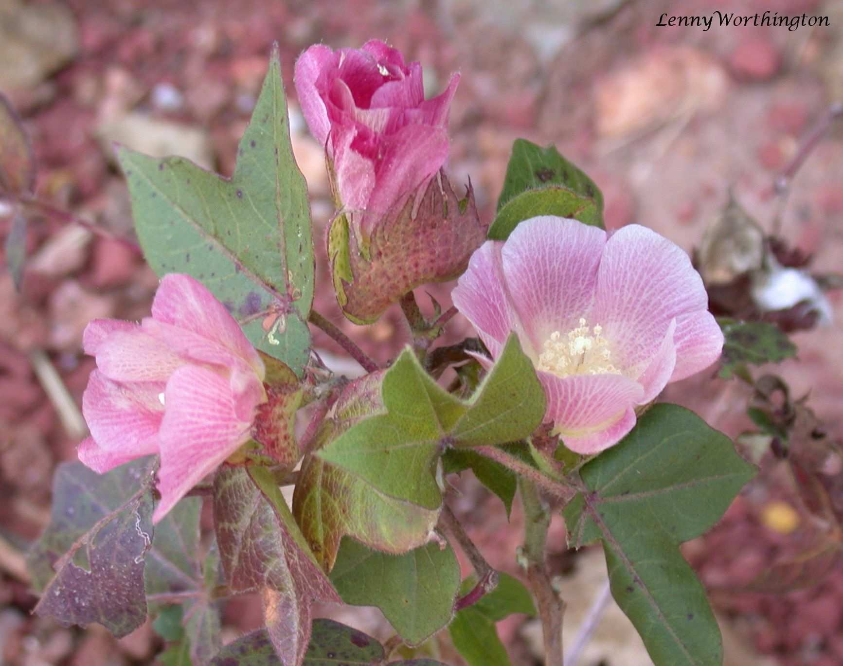 Gossypium arboreum