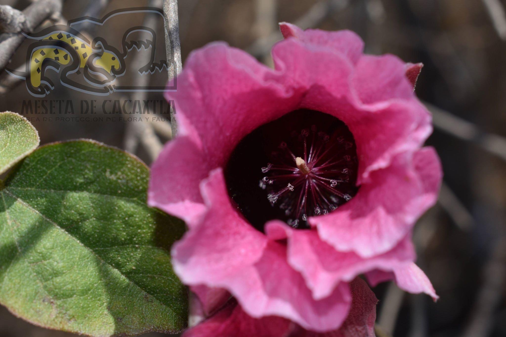 Gossypium aridum