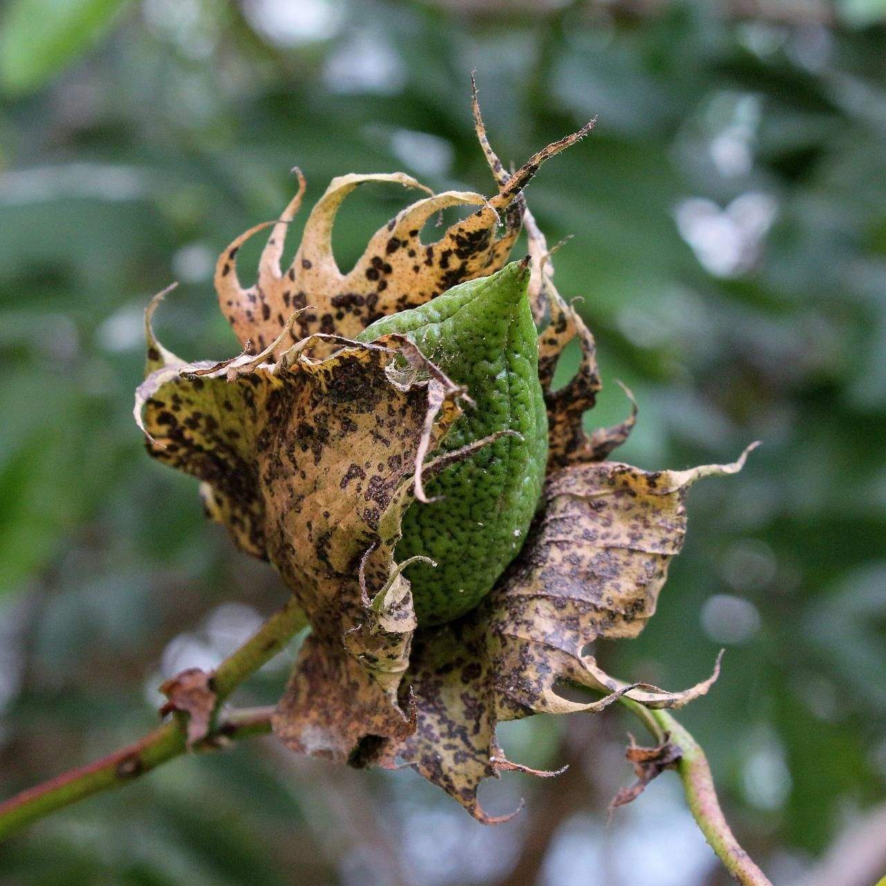 Gossypium barbadense