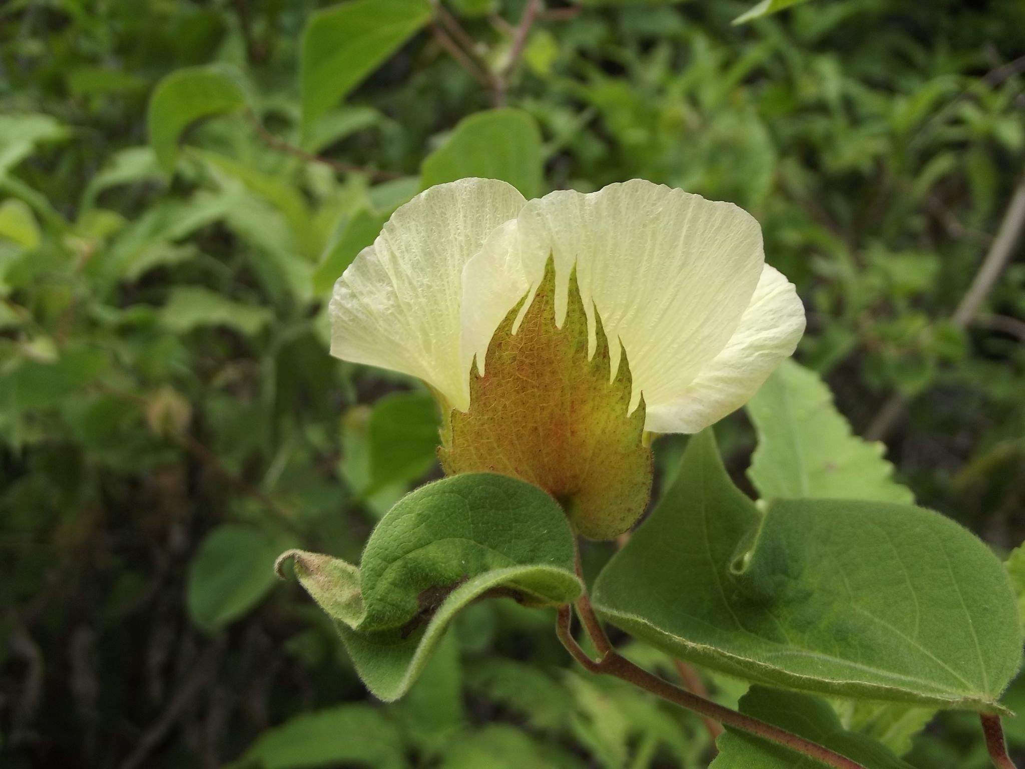 Gossypium davidsonii
