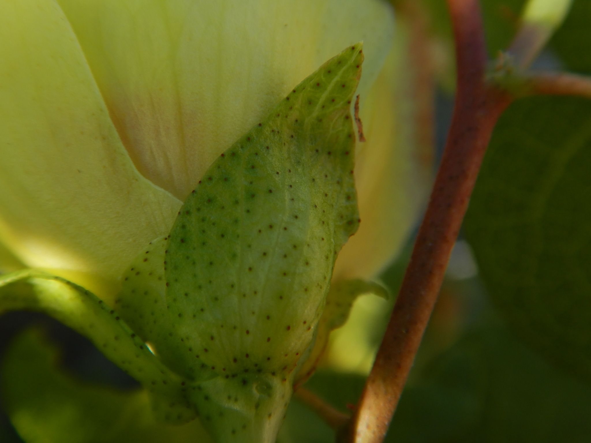 Gossypium harknessii