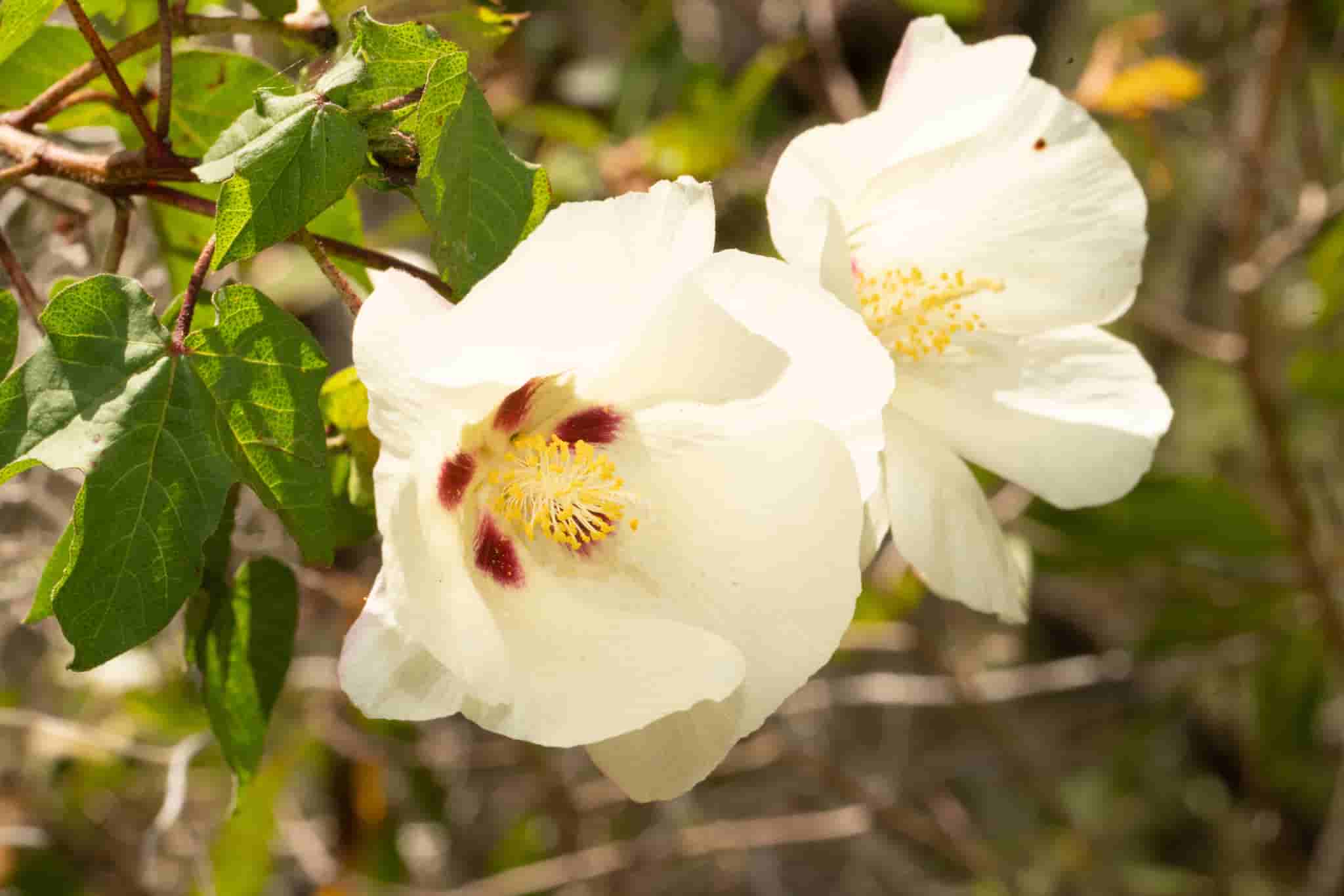 Gossypium hirsutum