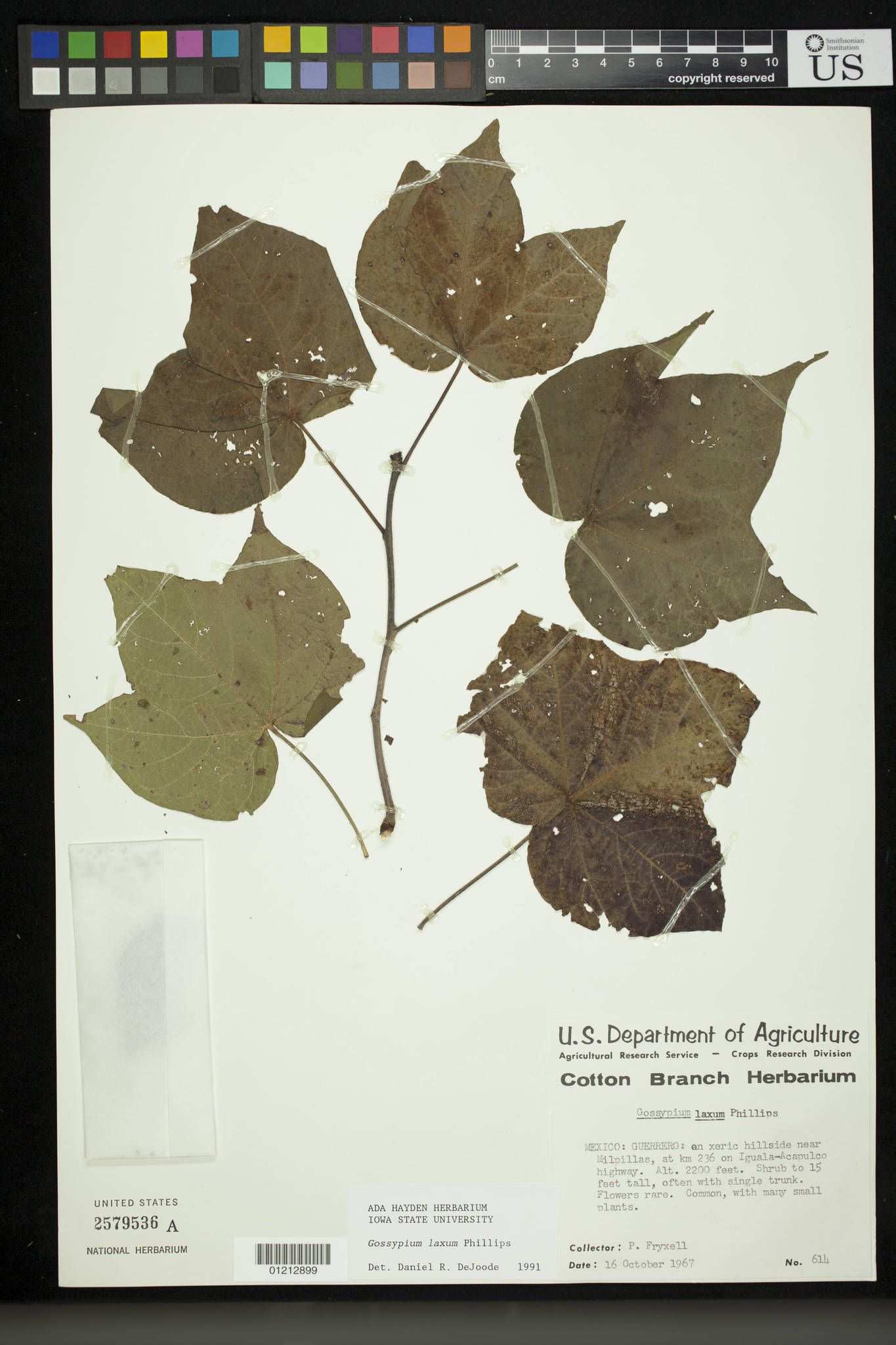 Gossypium laxum