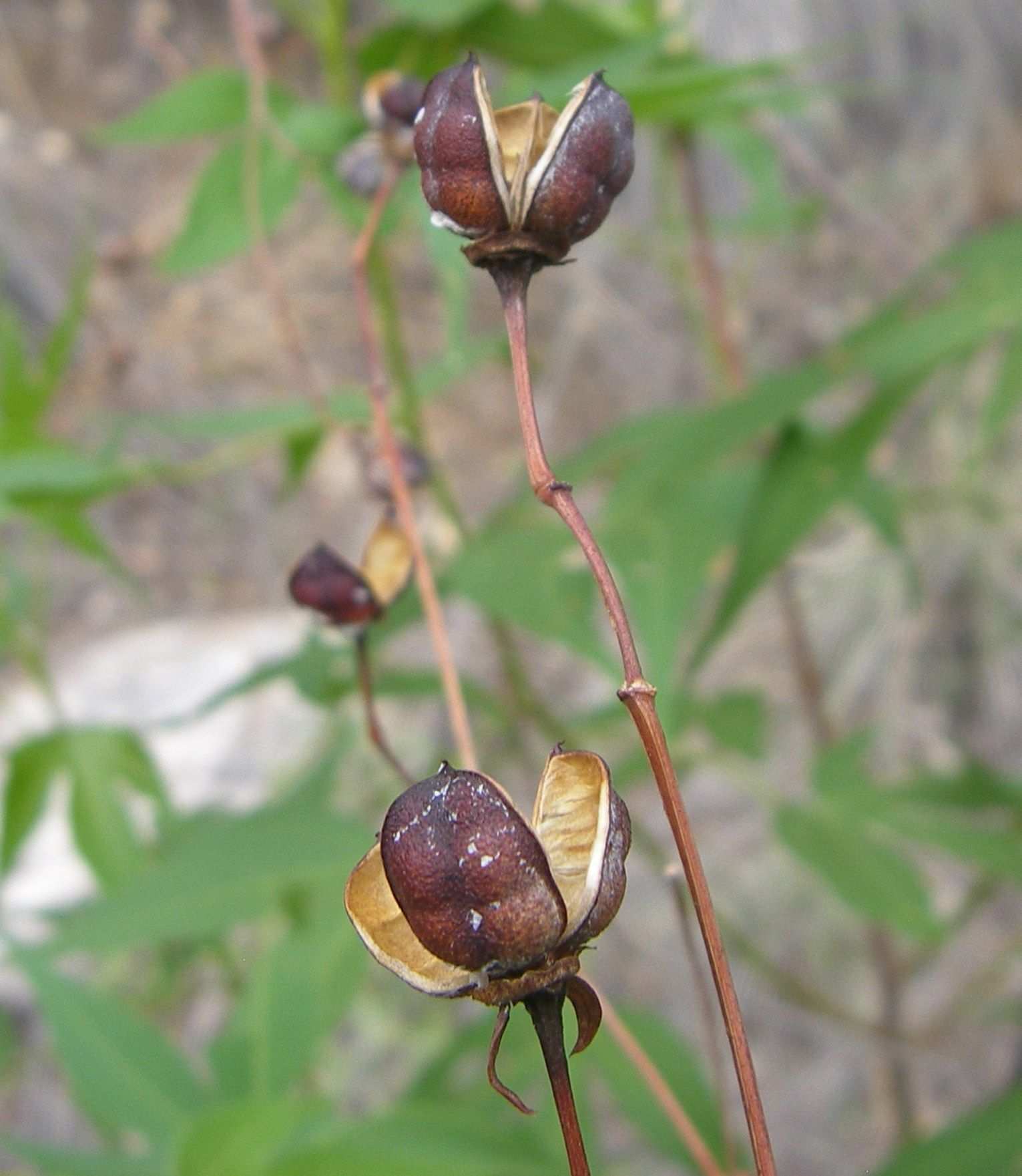 Gossypium thurberi