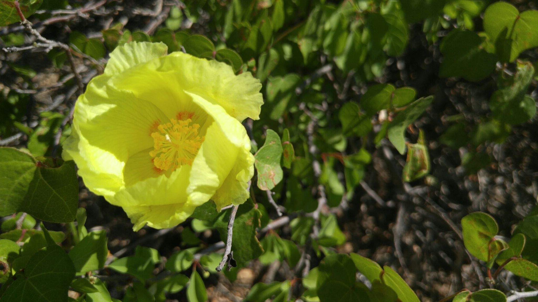 Gossypium turneri