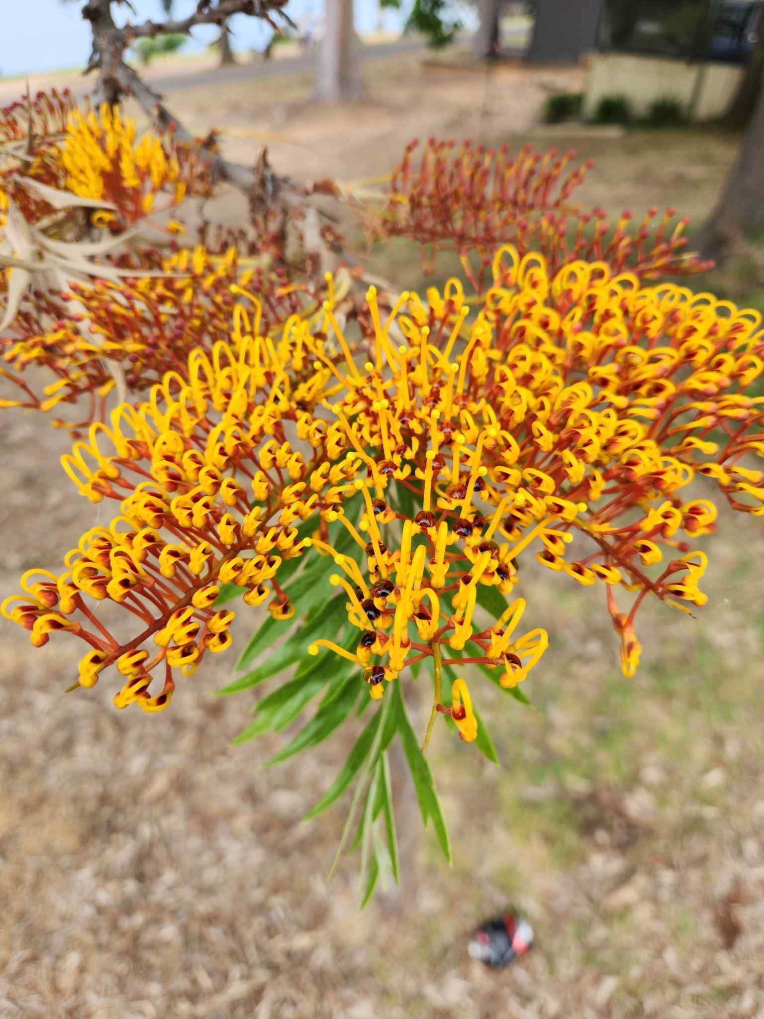 Grevillea