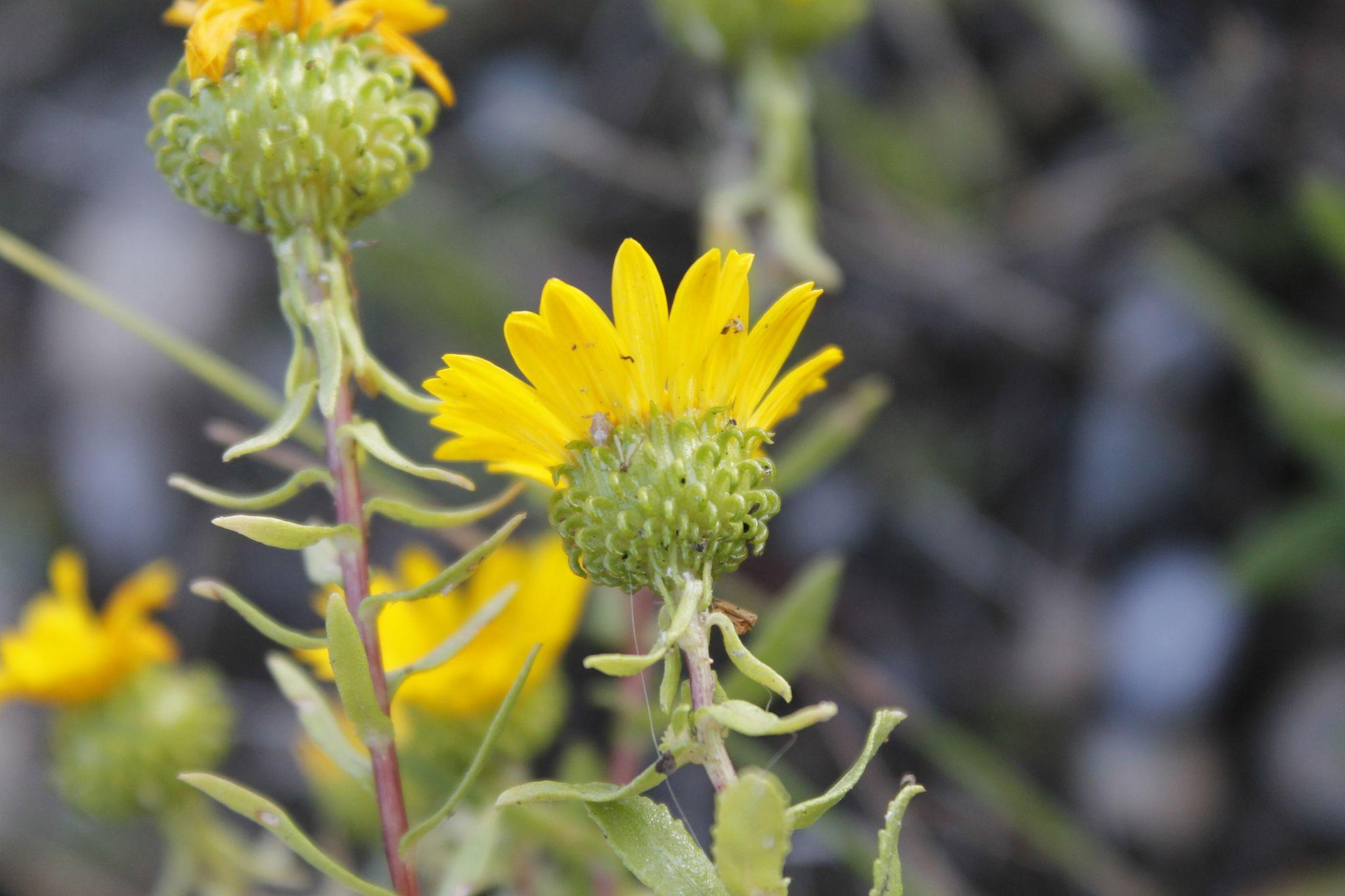 Grindelia
