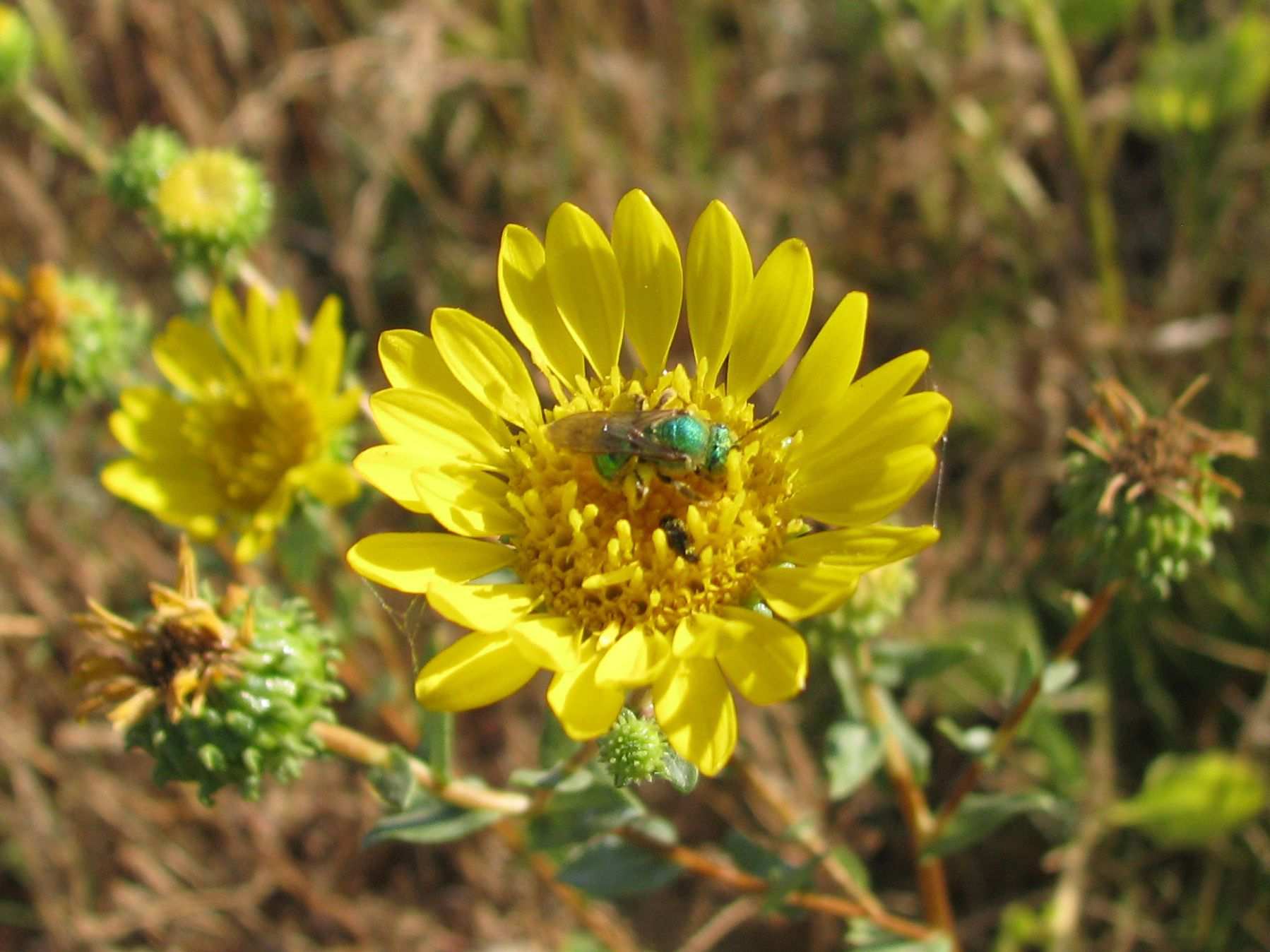 Grindelia camporum