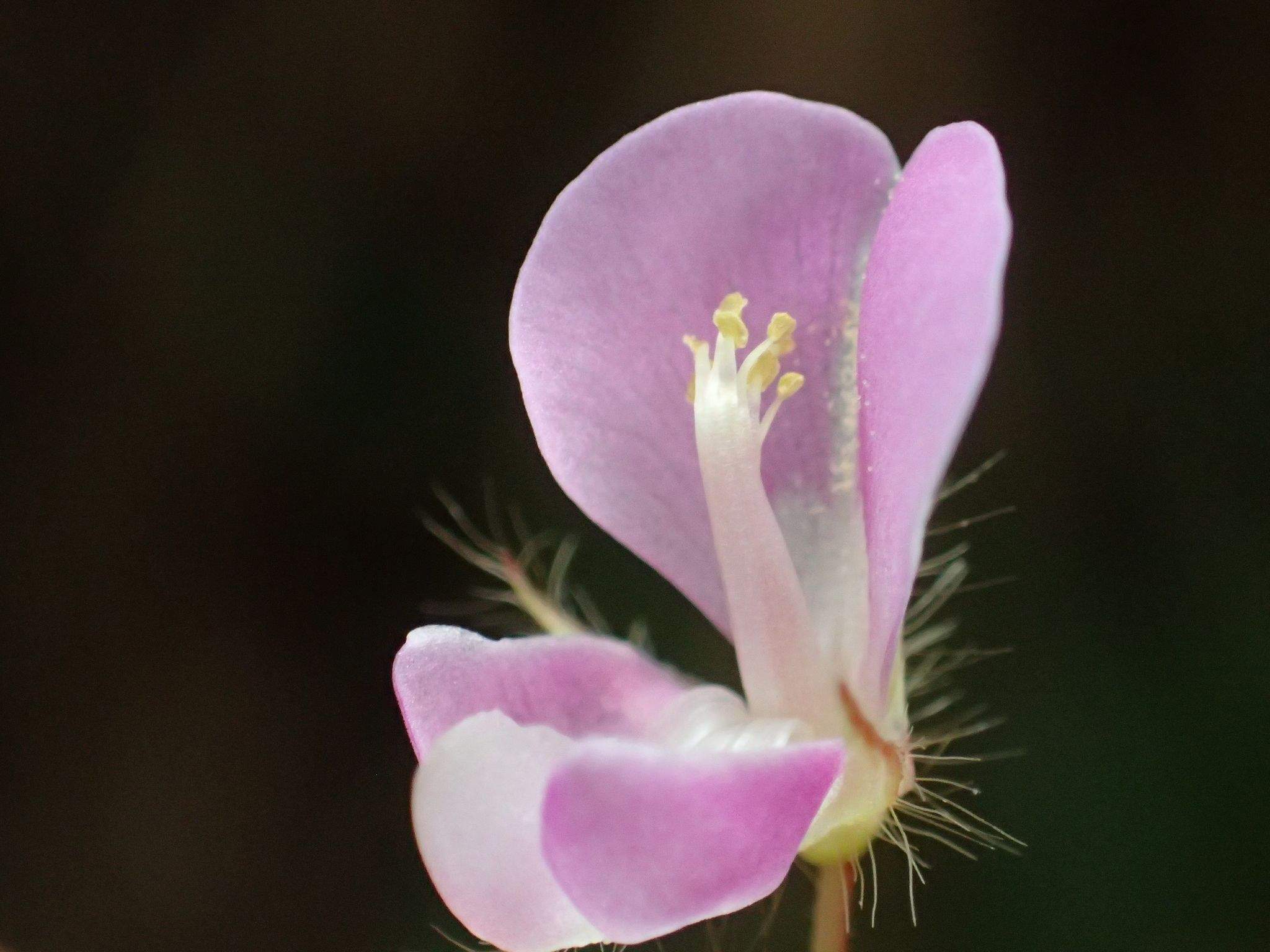 Grona heterophylla