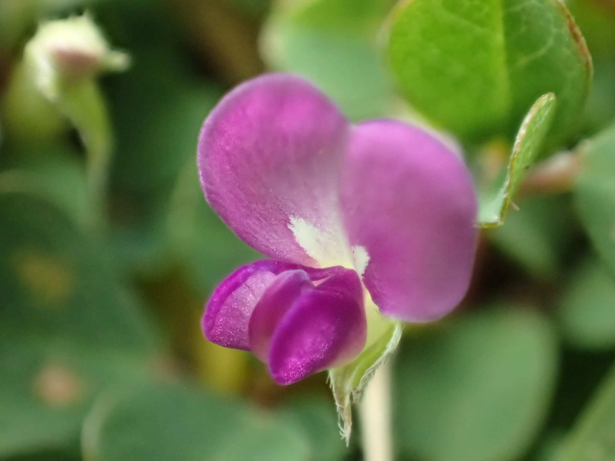 Grona triflora