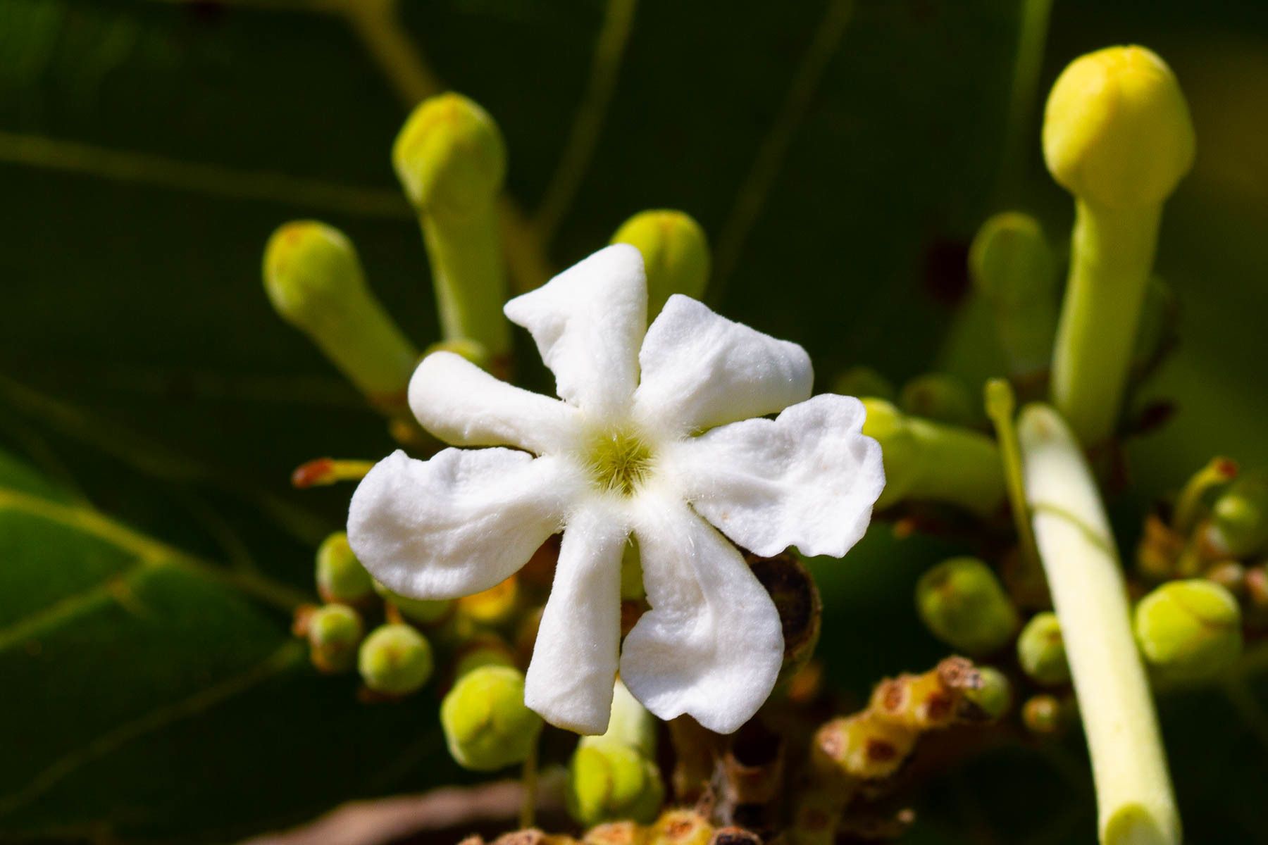 Guettarda speciosa