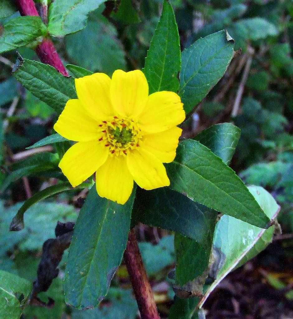Guizotia abyssinica