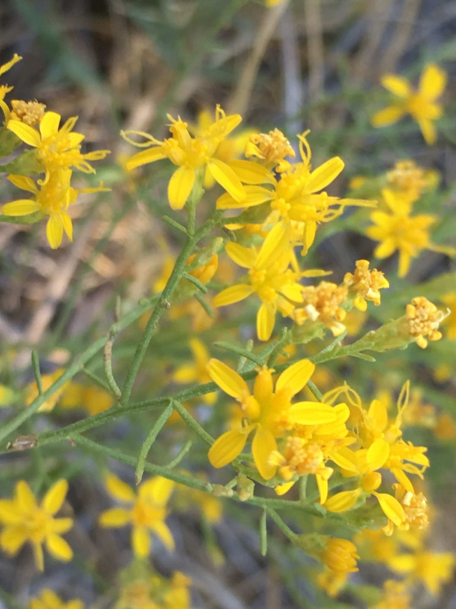 Gutierrezia sarothrae