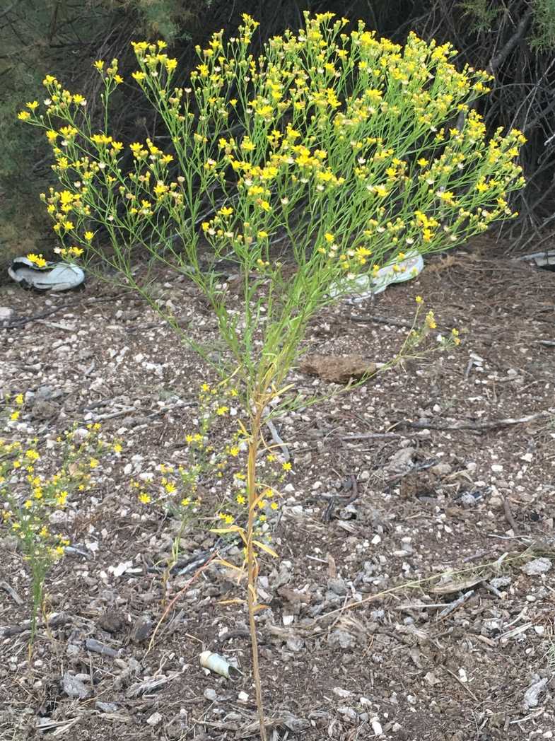 Gutierrezia sp.