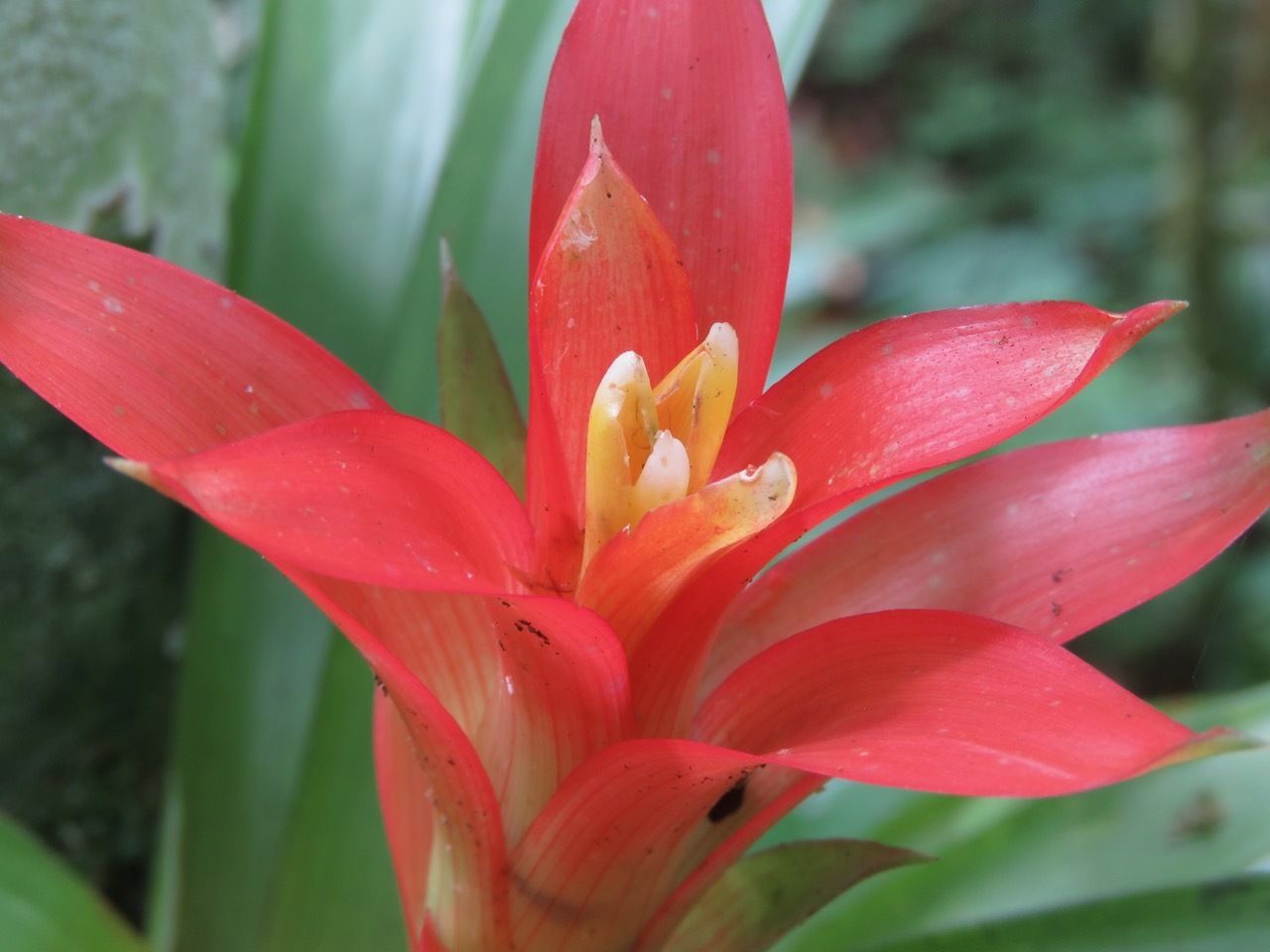 Guzmania lingulata