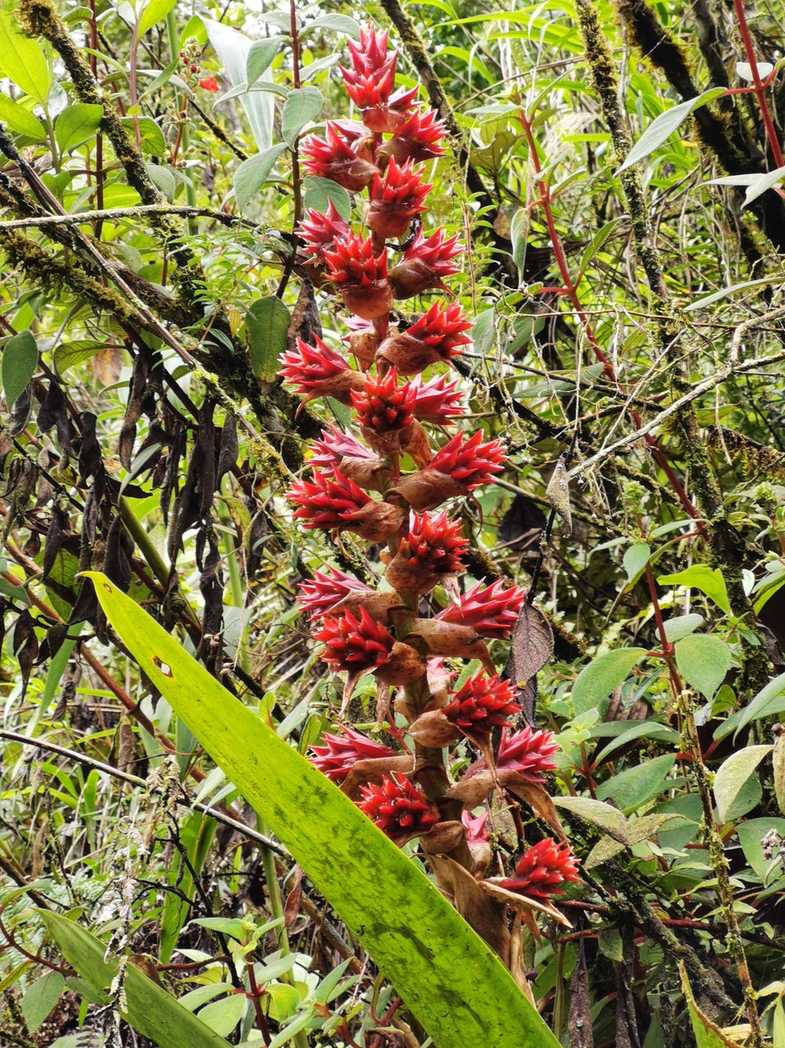 Guzmania sp.