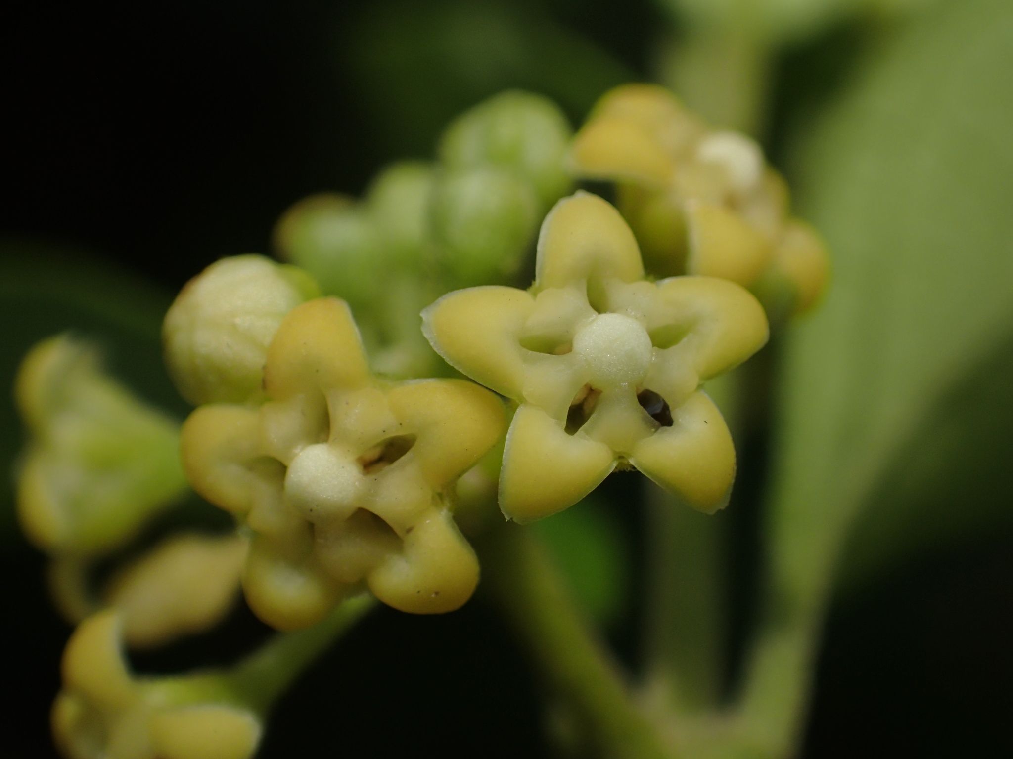 Gymnema sylvestre
